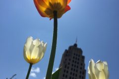 Tulips and the Lincoln Tower
